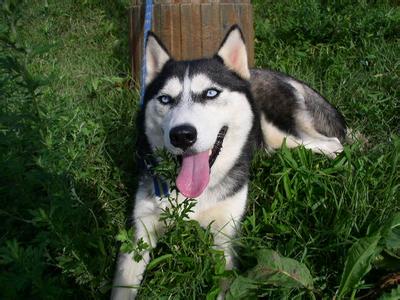 哈士奇犬提供哈士奇成犬幼犬價格哈士奇價格純種哈士奇價格雙血統(tǒng)哈