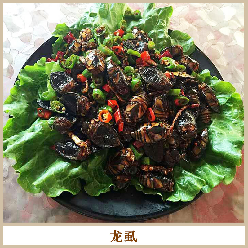 正品中藥食材冰鮮龍虱 營養(yǎng)豐富高蛋白食用金邊龍虱/水蟑螂/鱉蟲