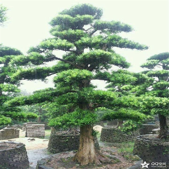 羅漢松出售   羅漢松造型供應(yīng)   羅漢松報(bào)價(jià)   羅漢松樁景