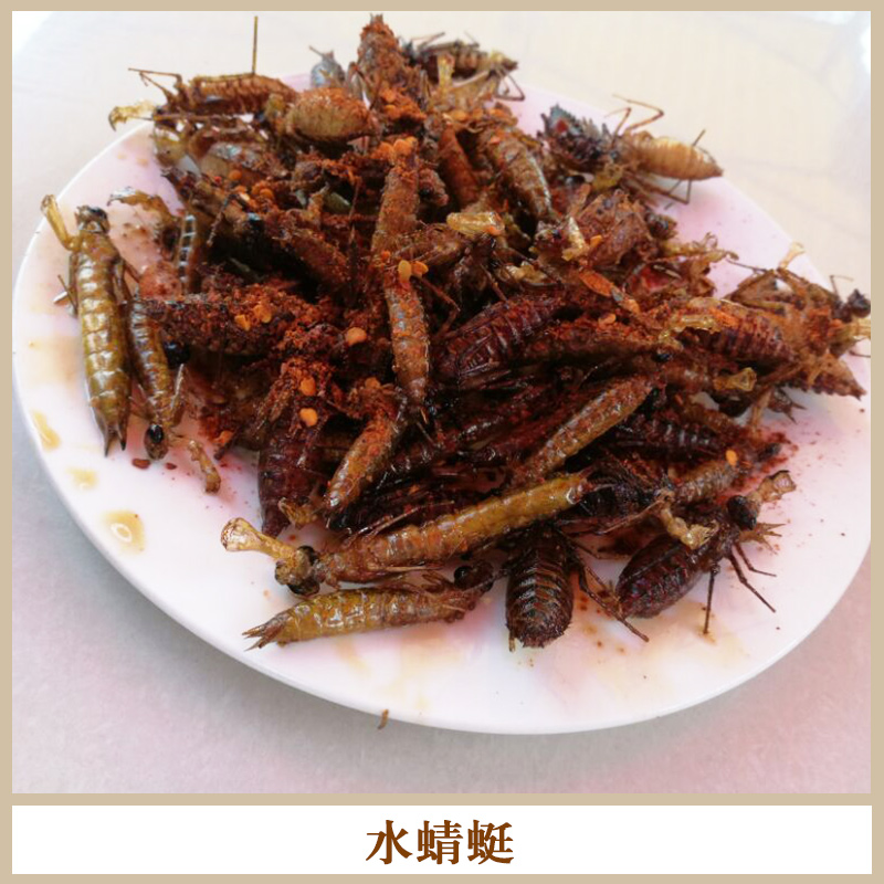 高蛋白食品冰鮮水蜻蜓 食用*昆蟲食材冰鮮水*/蜻蜓幼蟲