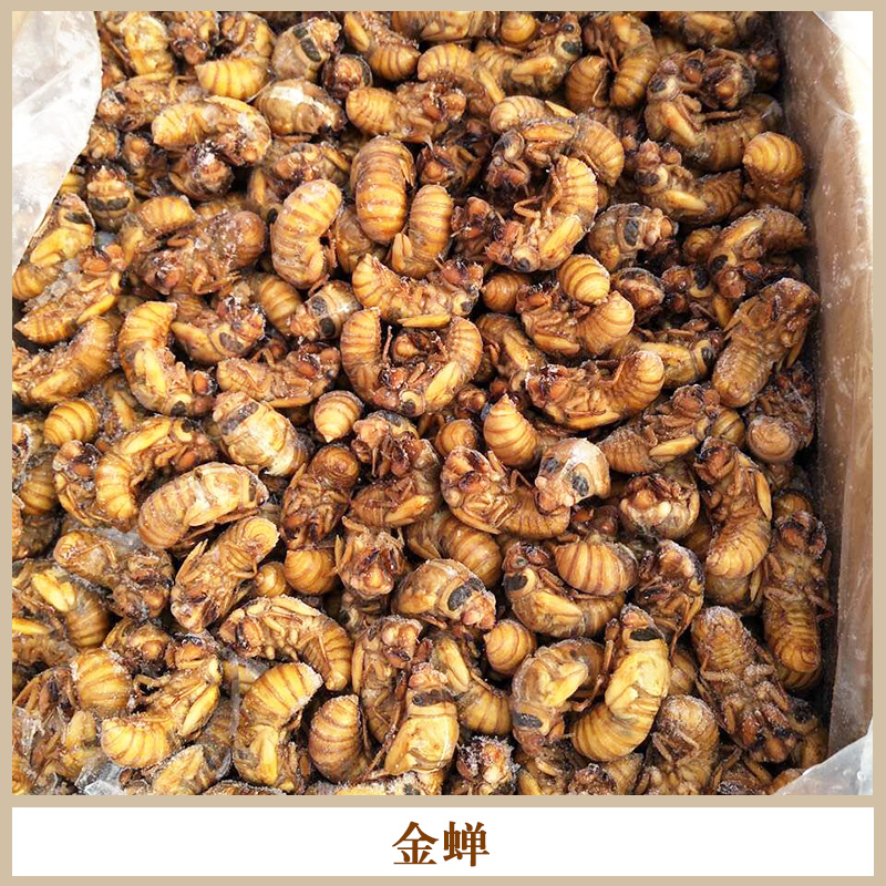 南寧景坤農(nóng)業(yè)冰鮮金蟬 *昆蟲食材高營(yíng)養(yǎng)價(jià)值食用金蟬/知了猴批發(fā) 冰鮮金蟬知了猴*知了猴