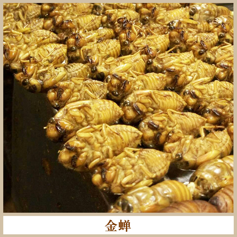 南寧景坤農(nóng)業(yè)冰鮮金蟬 *昆蟲食材高營(yíng)養(yǎng)價(jià)值食用金蟬/知了猴批發(fā) 冰鮮金蟬知了猴*知了猴
