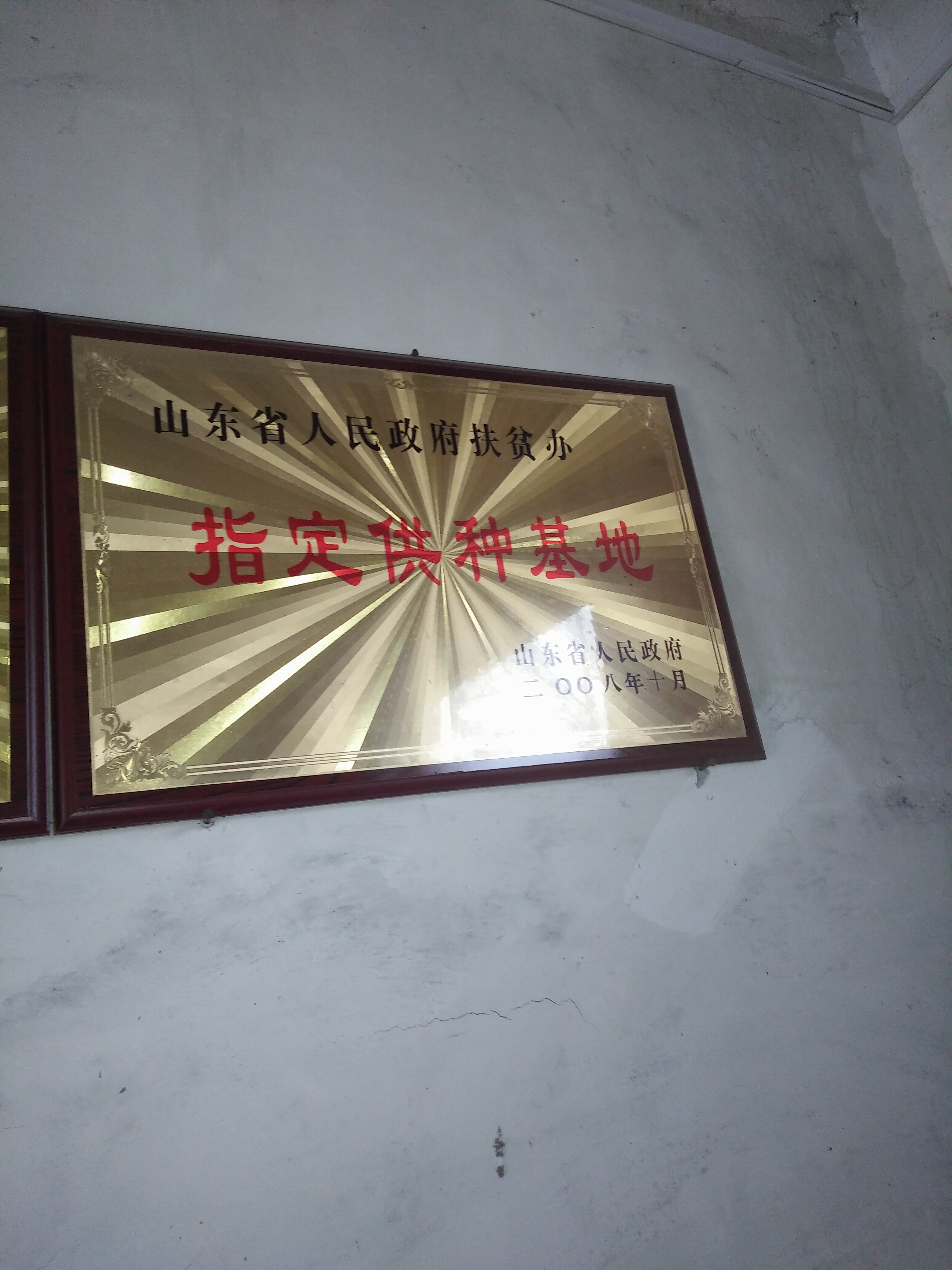山東新西蘭肉兔養(yǎng)殖基地 成兔 種苗批發(fā) 量大價(jià)優(yōu) 提供專業(yè)養(yǎng)殖技術(shù) 成活率高