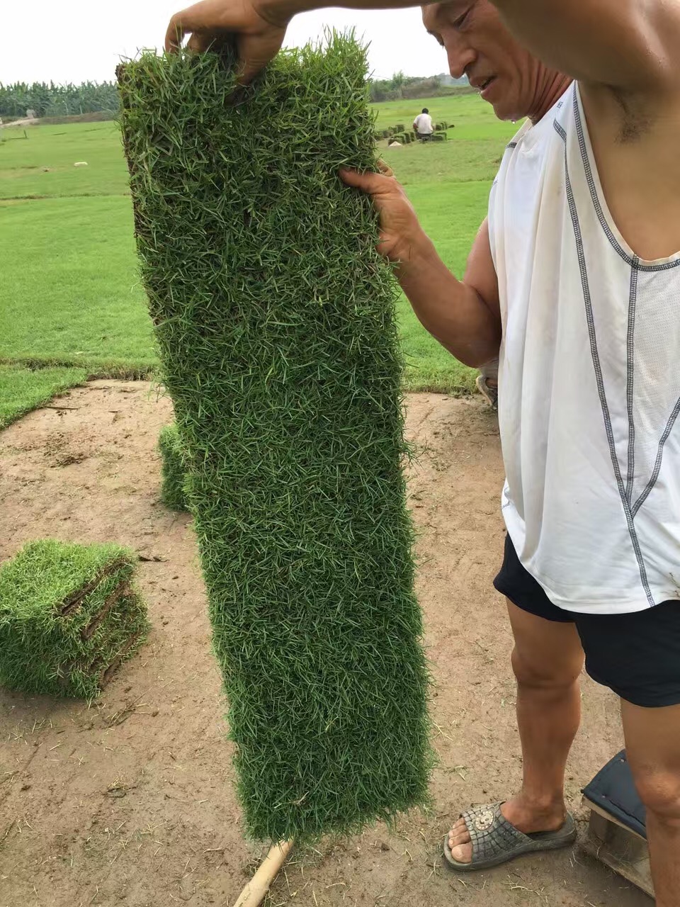 夏威夷草