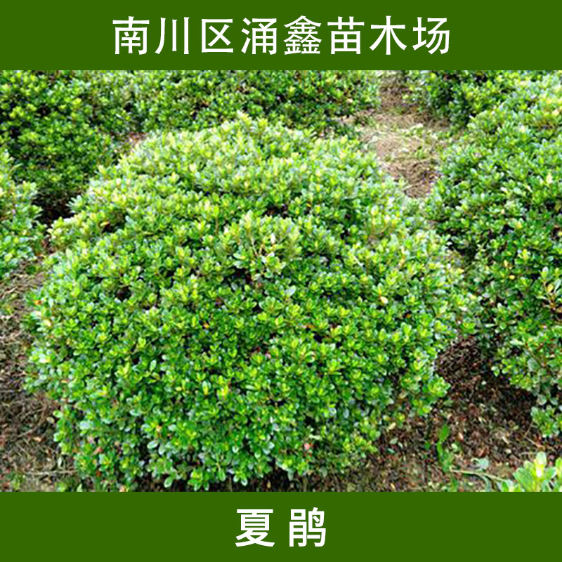 重慶涌鑫苗木場(chǎng)夏鵑 常綠灌木四季開花*花/映山紅滿山紅苗木批發(fā)