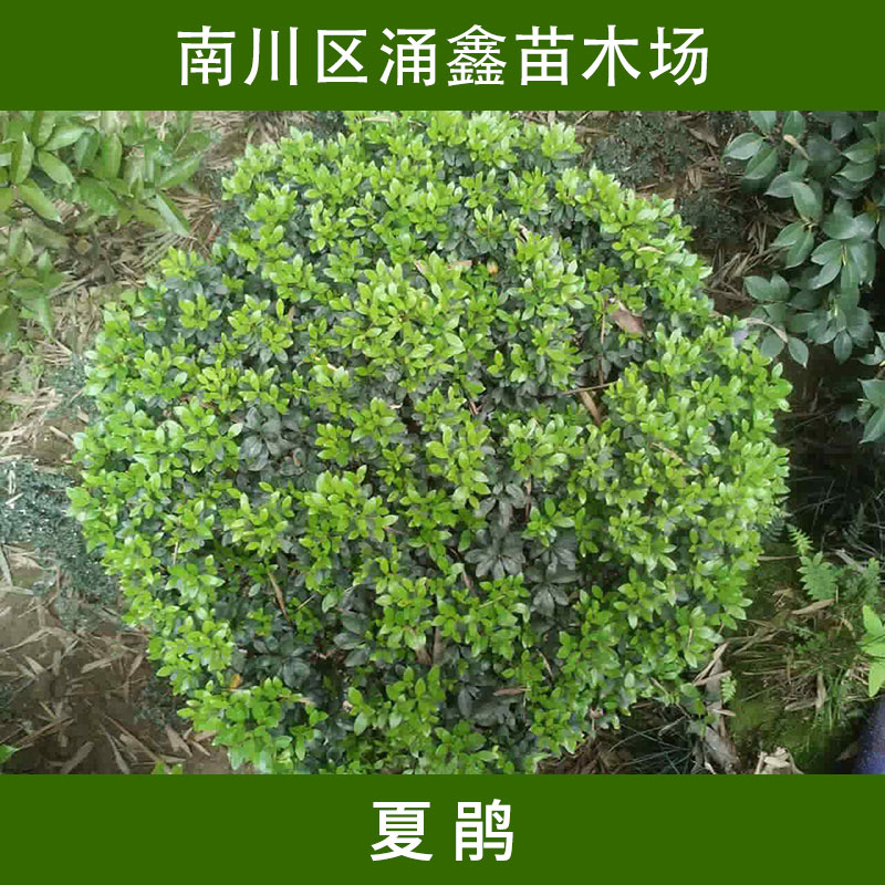 重慶涌鑫苗木場(chǎng)夏鵑 常綠灌木四季開花*花/映山紅滿山紅苗木批發(fā)