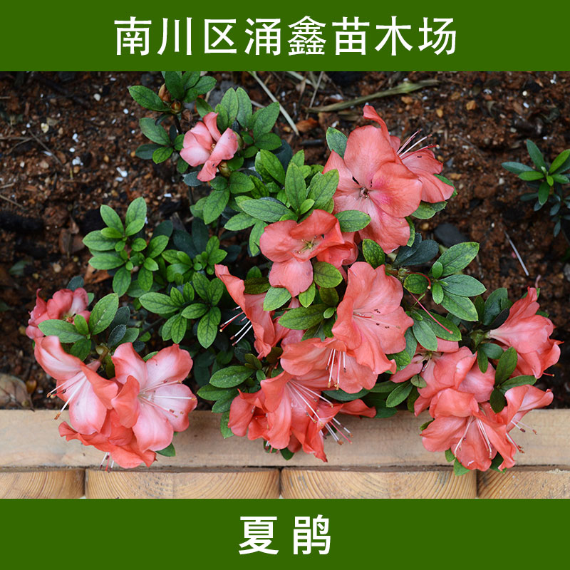 重慶涌鑫苗木場(chǎng)夏鵑 常綠灌木四季開花*花/映山紅滿山紅苗木批發(fā)