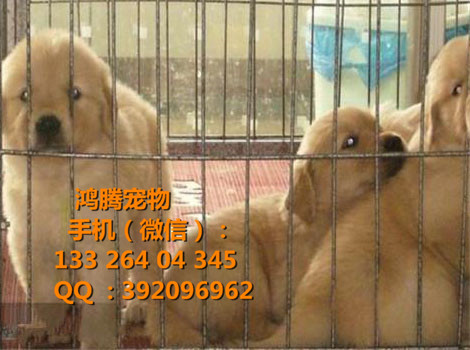 廣州金毛犬價(jià)格廣州番禺哪里有賣(mài)金毛犬價(jià)格多少?gòu)V州番禺金毛價(jià)錢(qián) 廣州哪里有純種金毛幼犬價(jià)錢(qián)