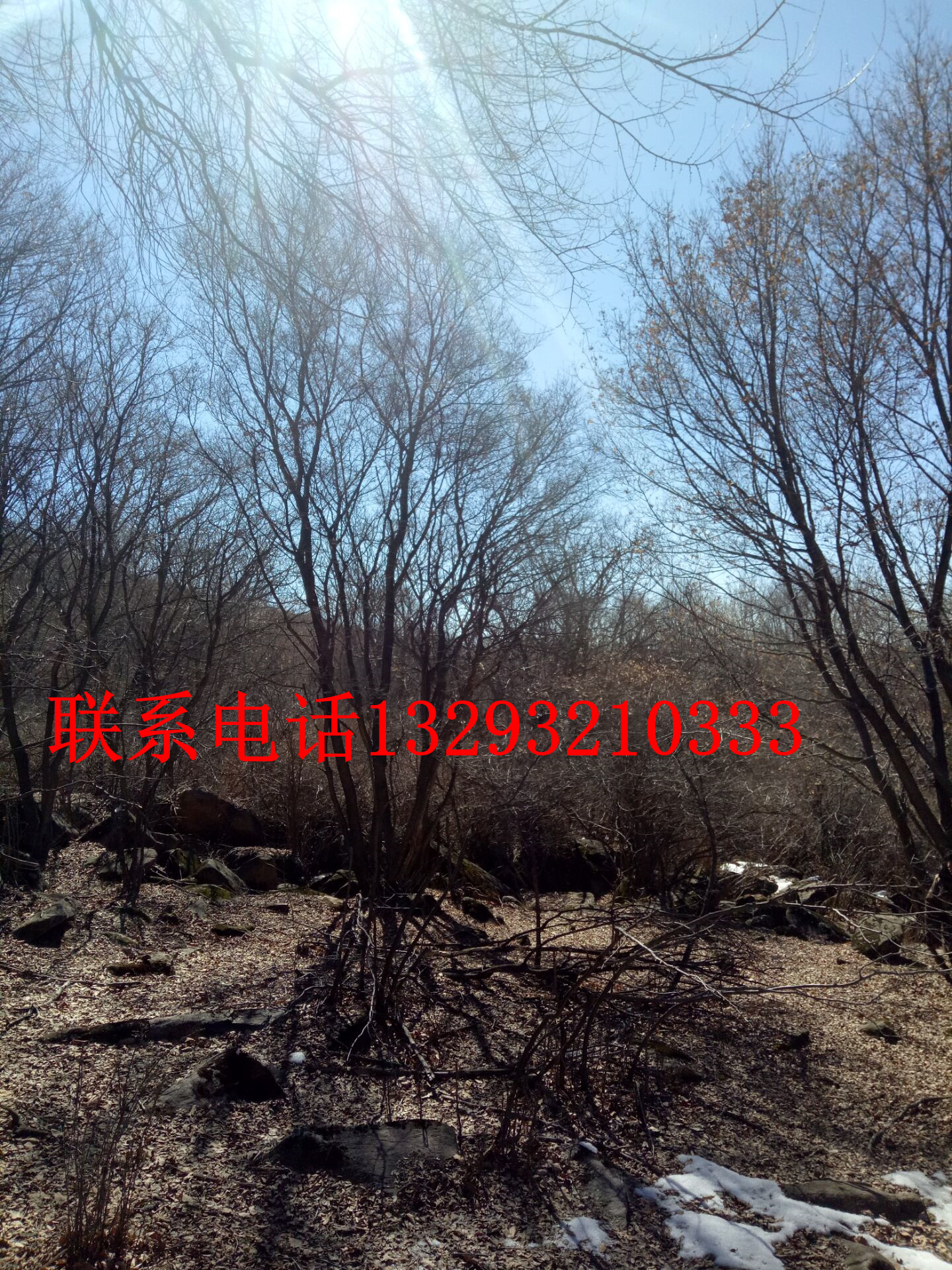 叢生蒙古櫟批發(fā) 單株蒙古櫟訂購 石家莊蒙古櫟供應(yīng)