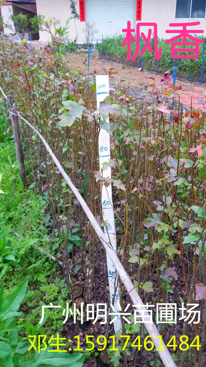 廣州紅花荷80公分批發(fā)廣州龍洞明興苗圃場苗木批發(fā)紅花荷批發(fā)廣州龍洞紅花荷龍洞苗木苗圃場