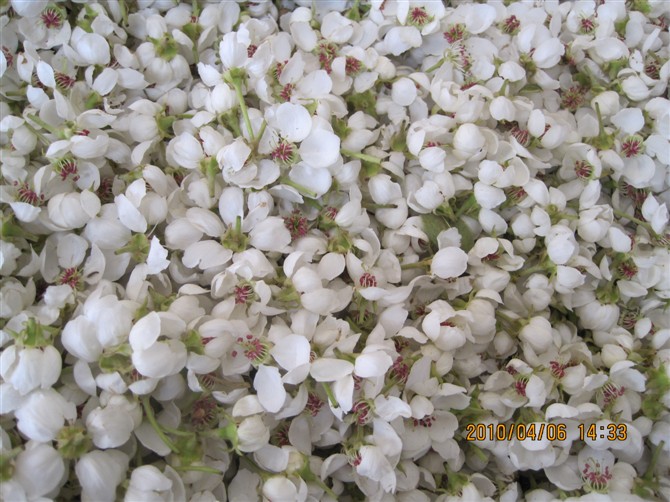 蘋果花粉，梨花粉，大棚櫻桃坐果劑