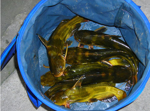 廣東黃顙魚(yú)供貨商、供應(yīng)黃顙魚(yú)出售、黃顙魚(yú)養(yǎng)殖基地直銷