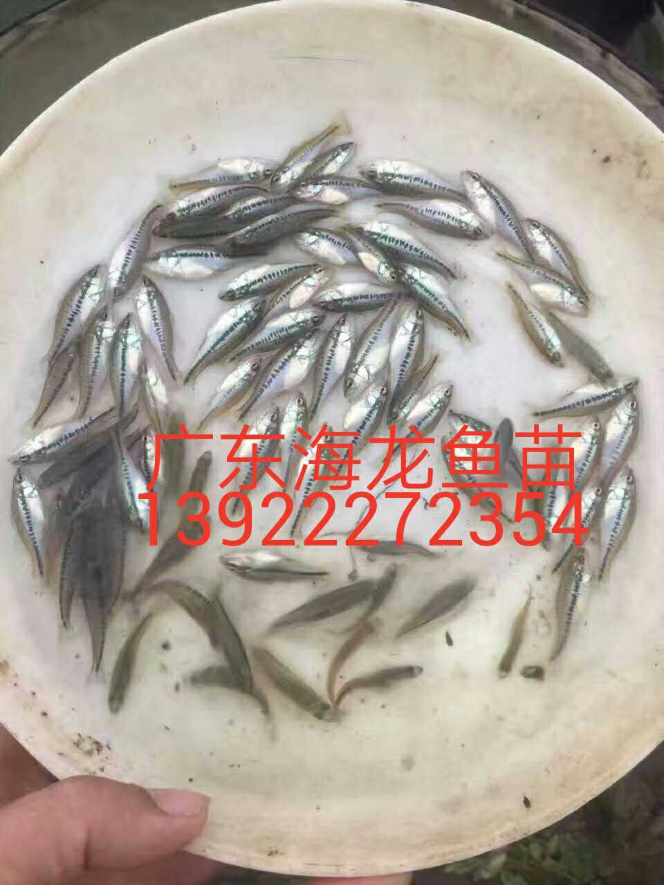 廣東加州鱸魚苗養(yǎng)殖出售、加州鱸魚苗基地批發(fā)、供應(yīng)加州鱸魚苗基地直銷