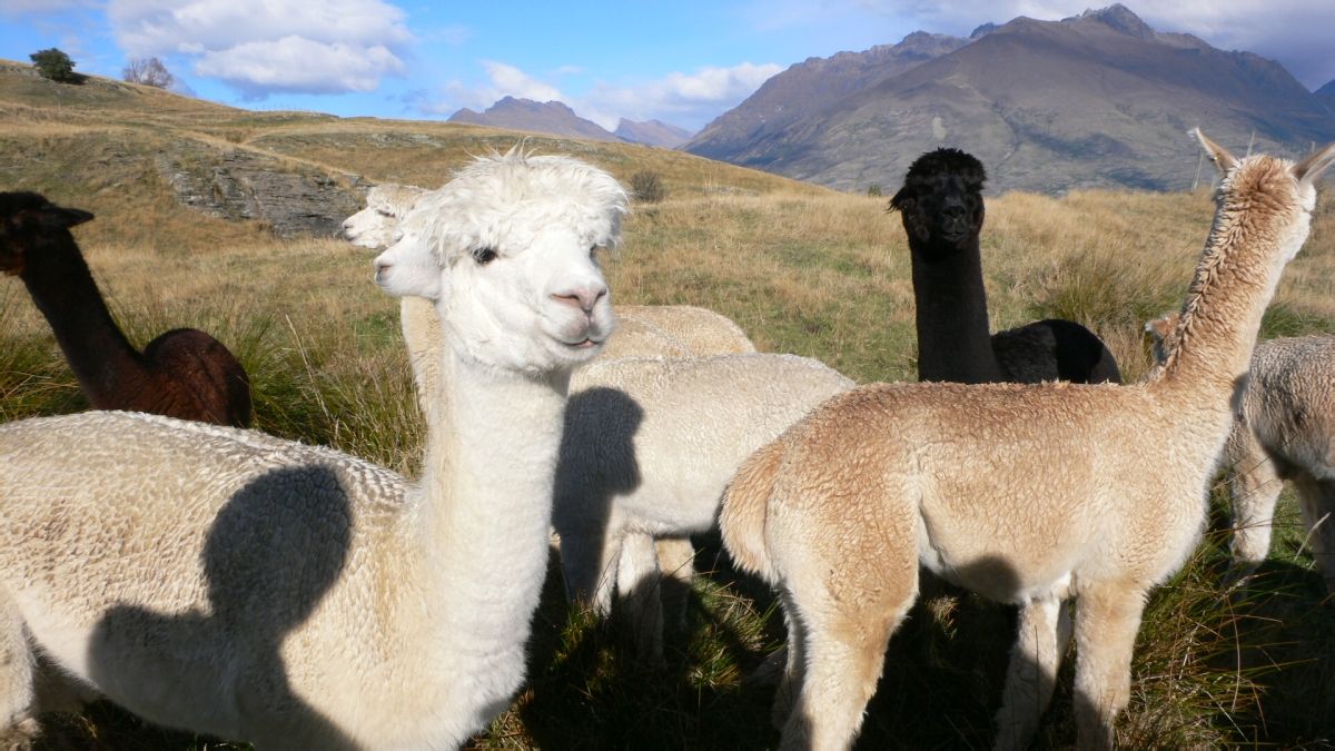 *多少錢一只 *批發(fā) *報(bào)價(jià) *養(yǎng)殖場 *養(yǎng)殖技術(shù)培訓(xùn)