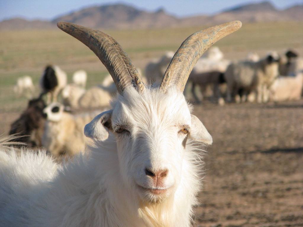 新疆絨山羊價(jià)格 新疆絨山羊批發(fā)新疆絨山羊羊仔新疆絨山羊多少錢一只