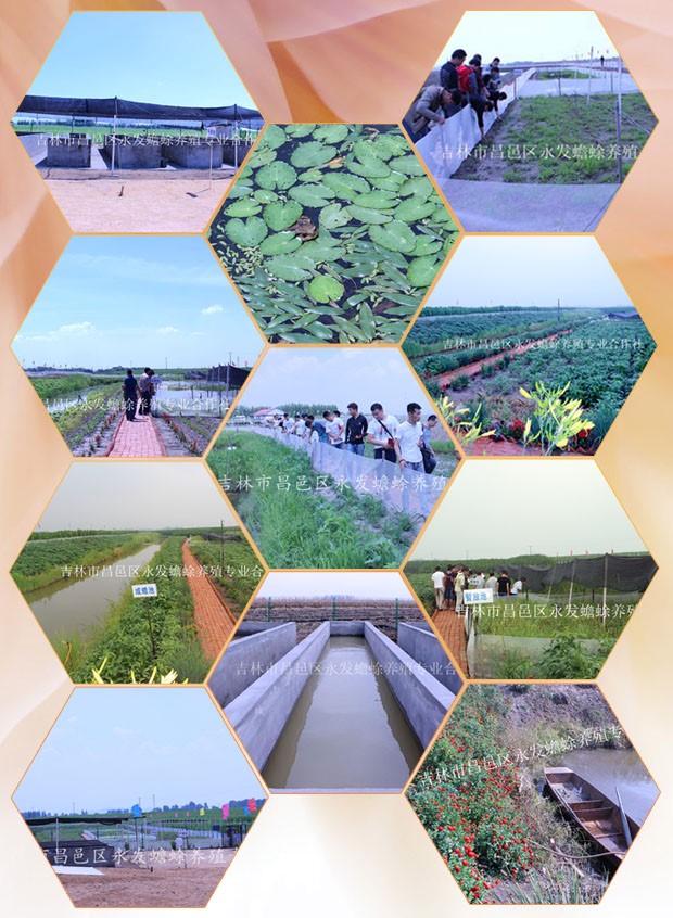 癩蛤蟆養(yǎng)殖技術(shù) 蟾蜍養(yǎng)殖場 蟾蜍養(yǎng)殖技術(shù)