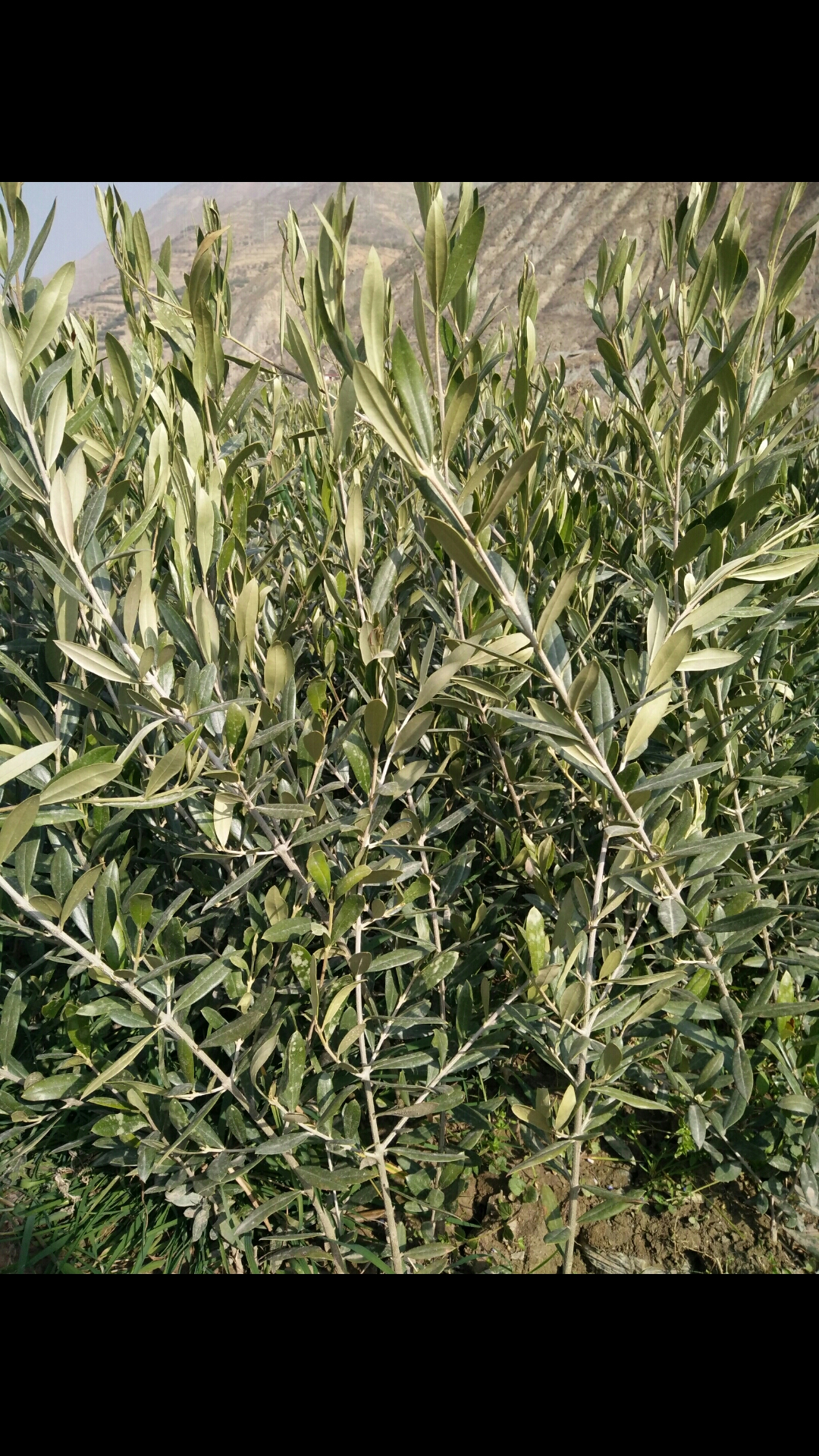 油橄欖大小苗木基地直銷