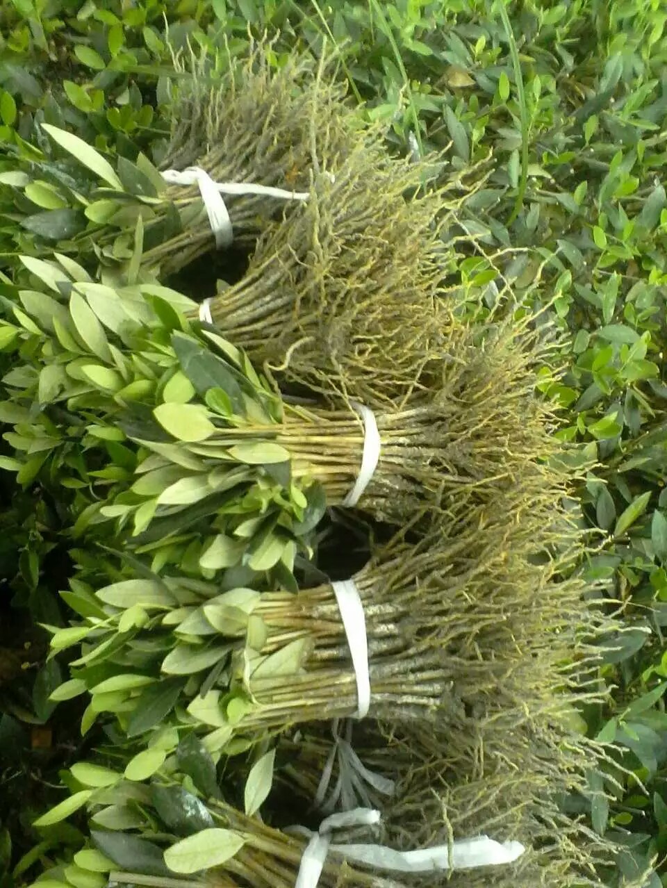 油橄欖大小苗木基地直銷