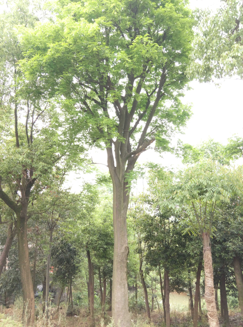 移植樸樹