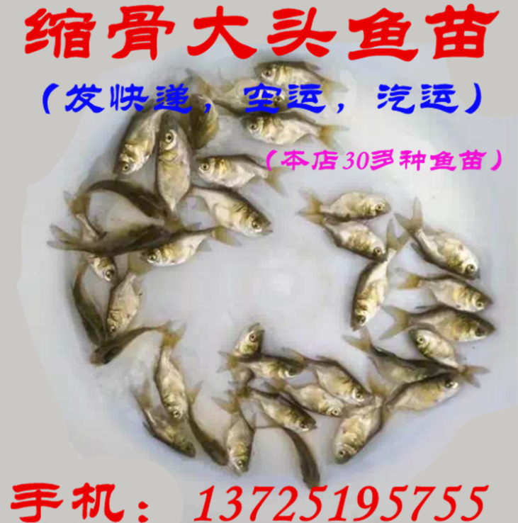 縮骨大頭魚苗 縮骨大頭魚苗 縮骨鳙魚苗 仙骨魚苗 臺灣泥鰍苗批發(fā)
