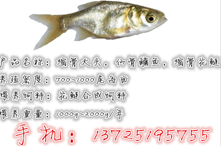 縮骨大頭魚苗 縮骨大頭魚苗 縮骨鳙魚苗 仙骨魚苗 臺灣泥鰍苗批發(fā)