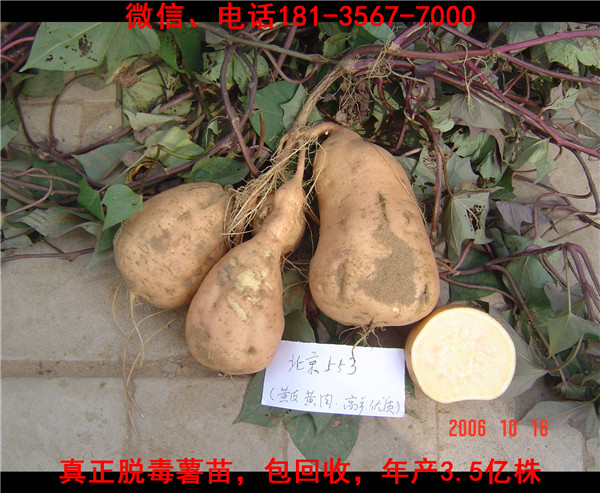 新鄉(xiāng)紅薯苗