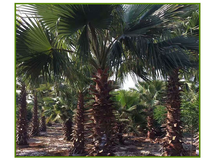 老人葵出售，哪里有老人葵加州蒲葵華盛頓棕櫚供應，老人葵種植基地，老人葵報價