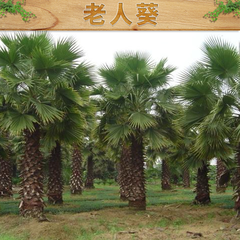 老人葵出售，哪里有老人葵加州蒲葵華盛頓棕櫚供應，老人葵種植基地，老人葵報價