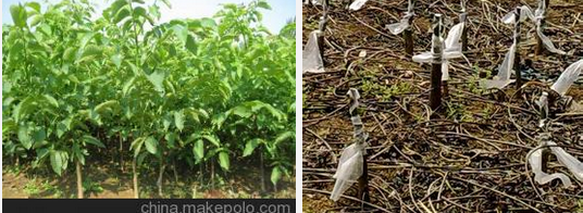 供應用于嫁接核桃苗 重慶武隆核桃苗 重慶武隆嫁接核桃苗 重慶武隆嫁接核桃苗基地 重慶武隆嫁接核桃苗價格