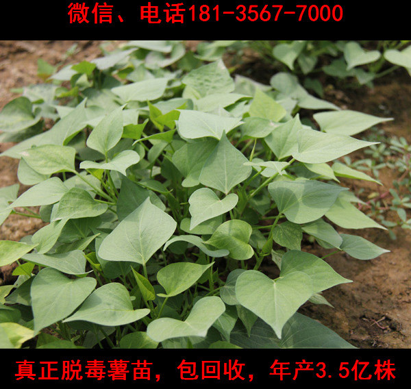 濮陽脫毒紅薯苗