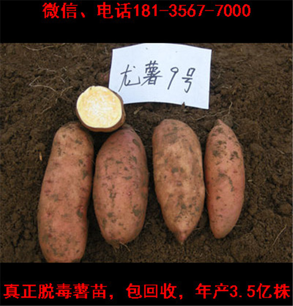 濮陽脫毒紅薯苗 濮陽脫毒紅薯苗批發(fā)