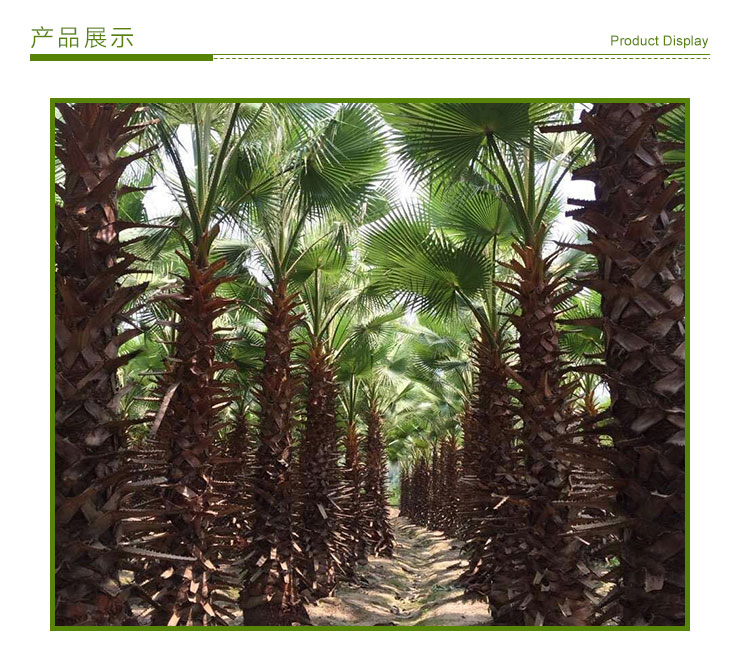 老人葵出售，哪里有老人葵加州蒲葵華盛頓棕櫚供應，老人葵種植基地，老人葵報價