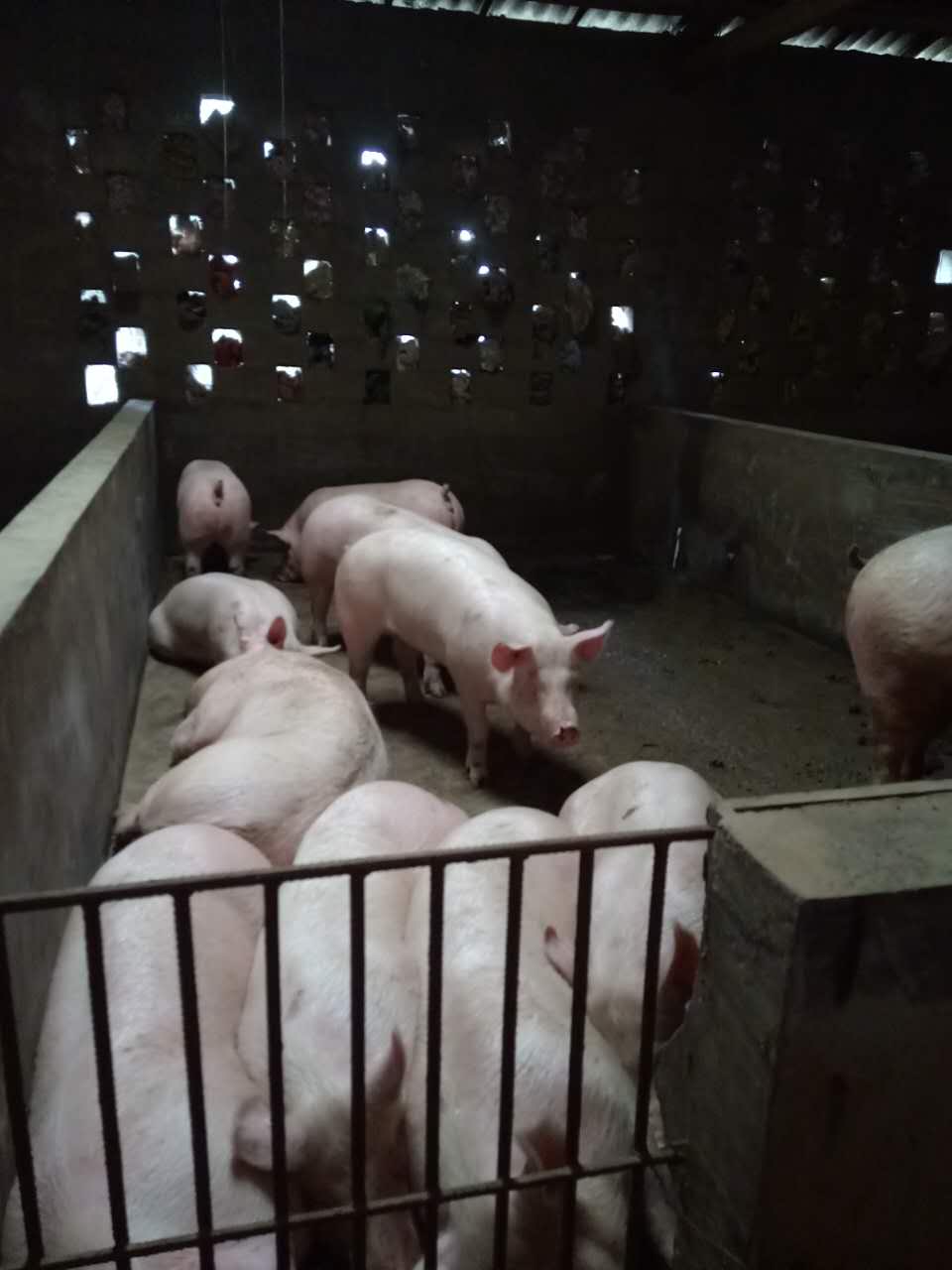 湖北土家臘排  土家臘肉批發(fā)