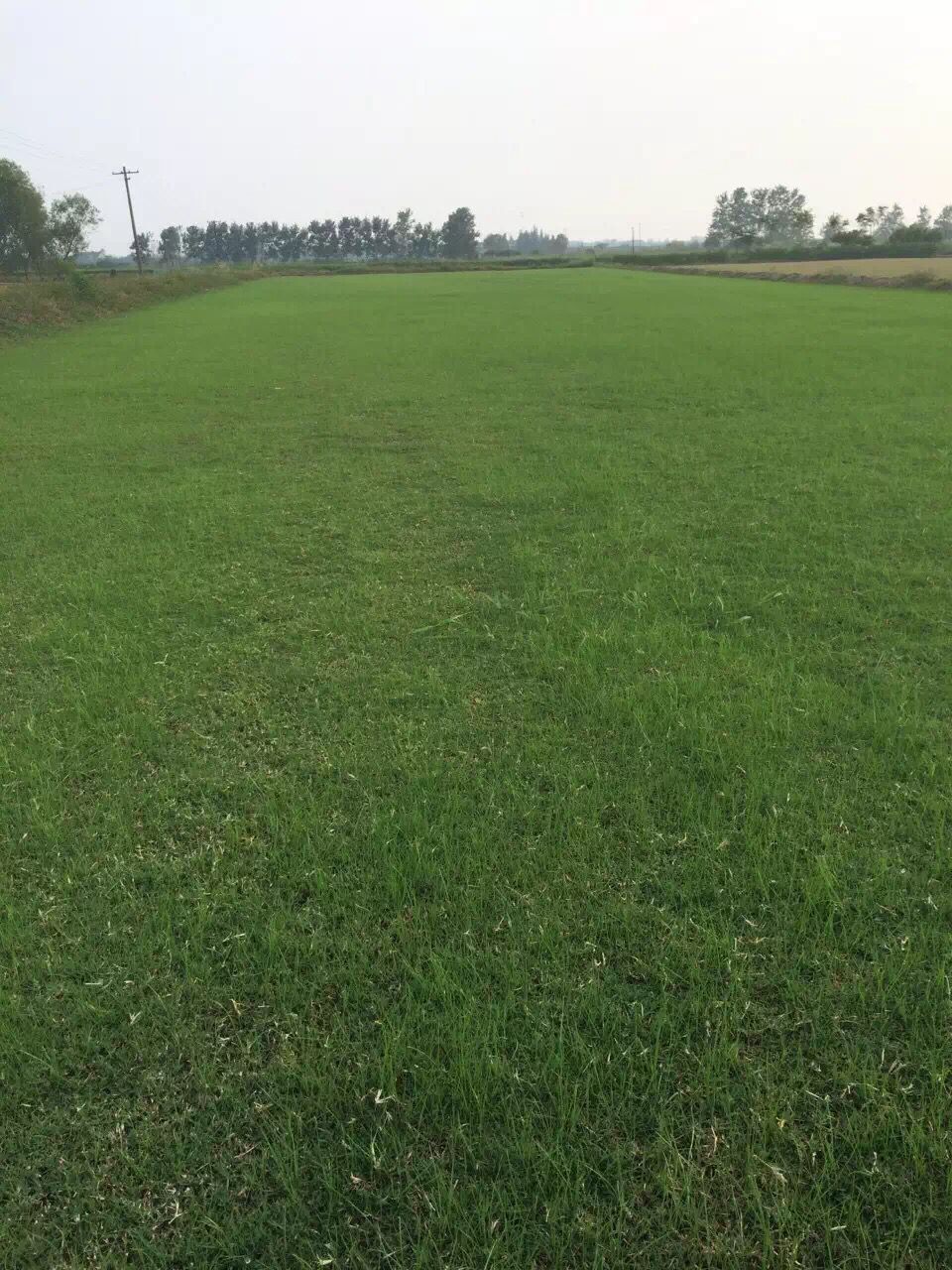 河南青青草坪種植基地黑麥草種植基地
