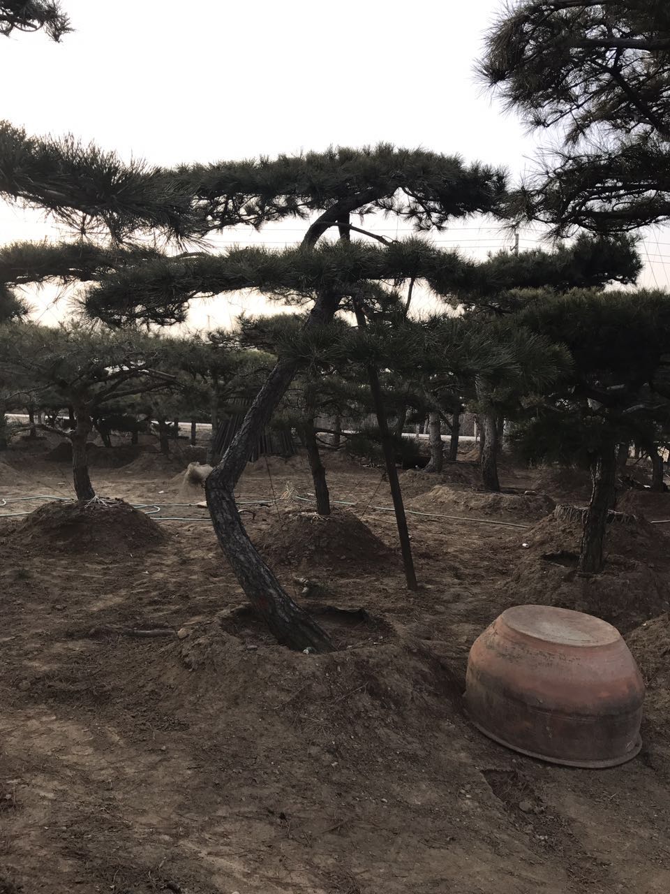 山東造型油松價(jià)格 山東造型油松規(guī)格 山東造型油松種植技術(shù)