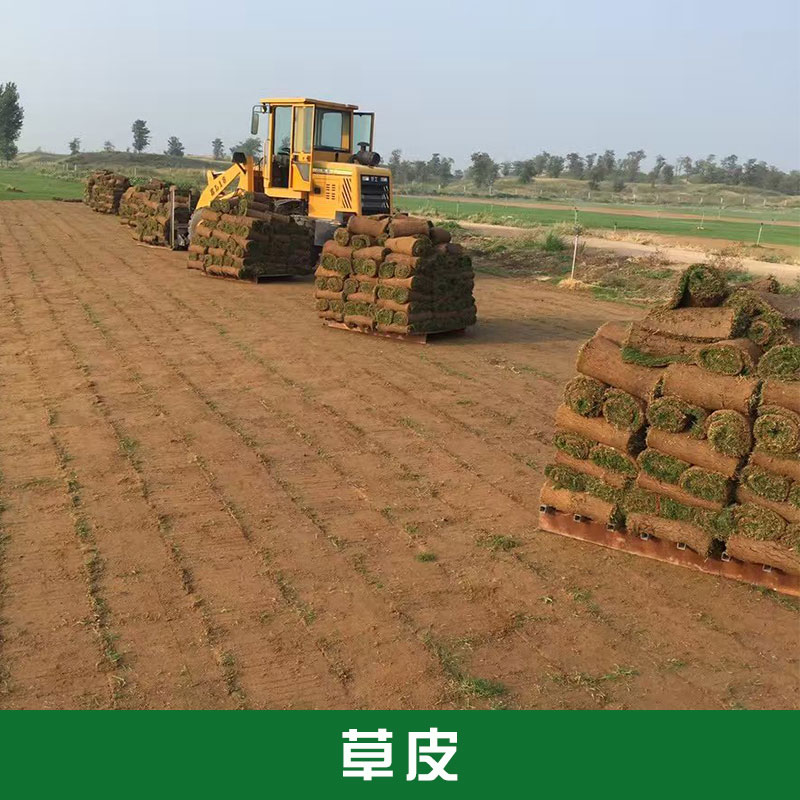 暖季型草皮百慕大黑麥混播草坪