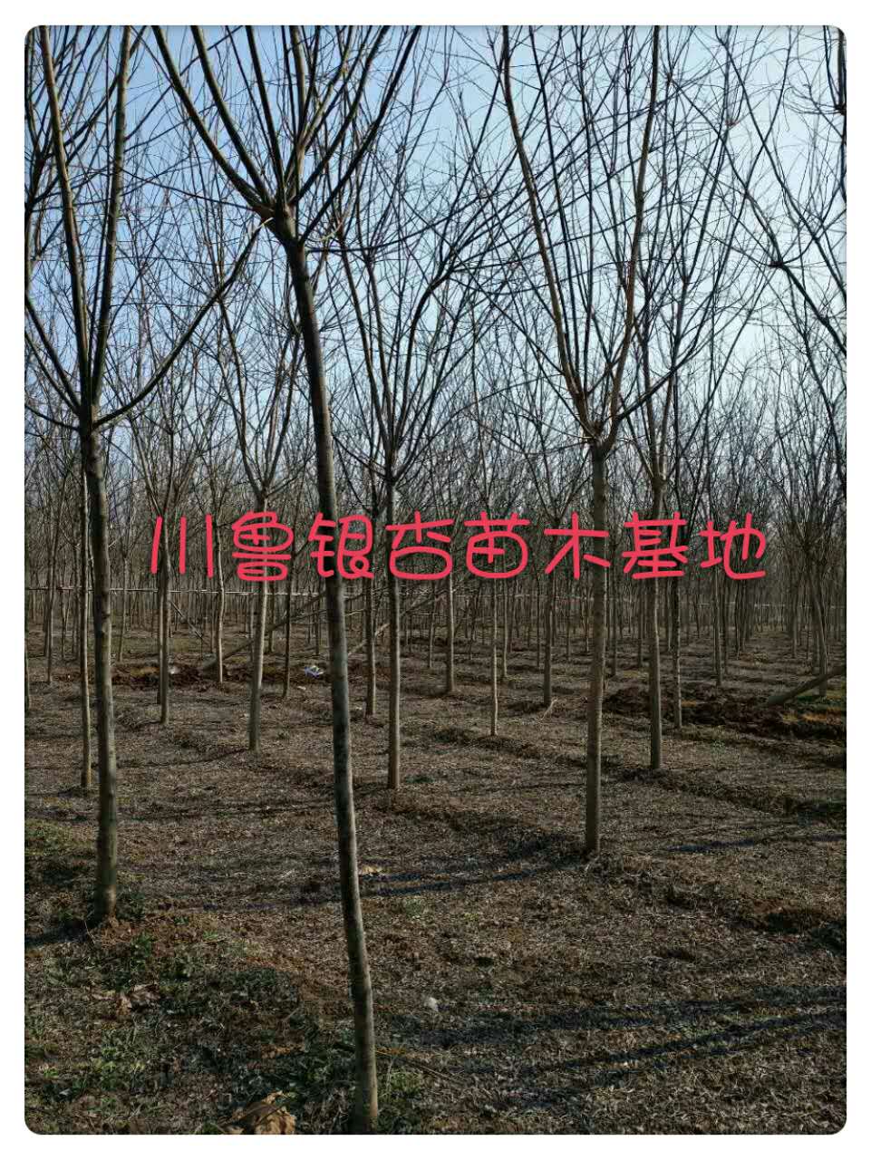 銀杏嫁接樹 批發(fā) 報(bào)價(jià) 廠