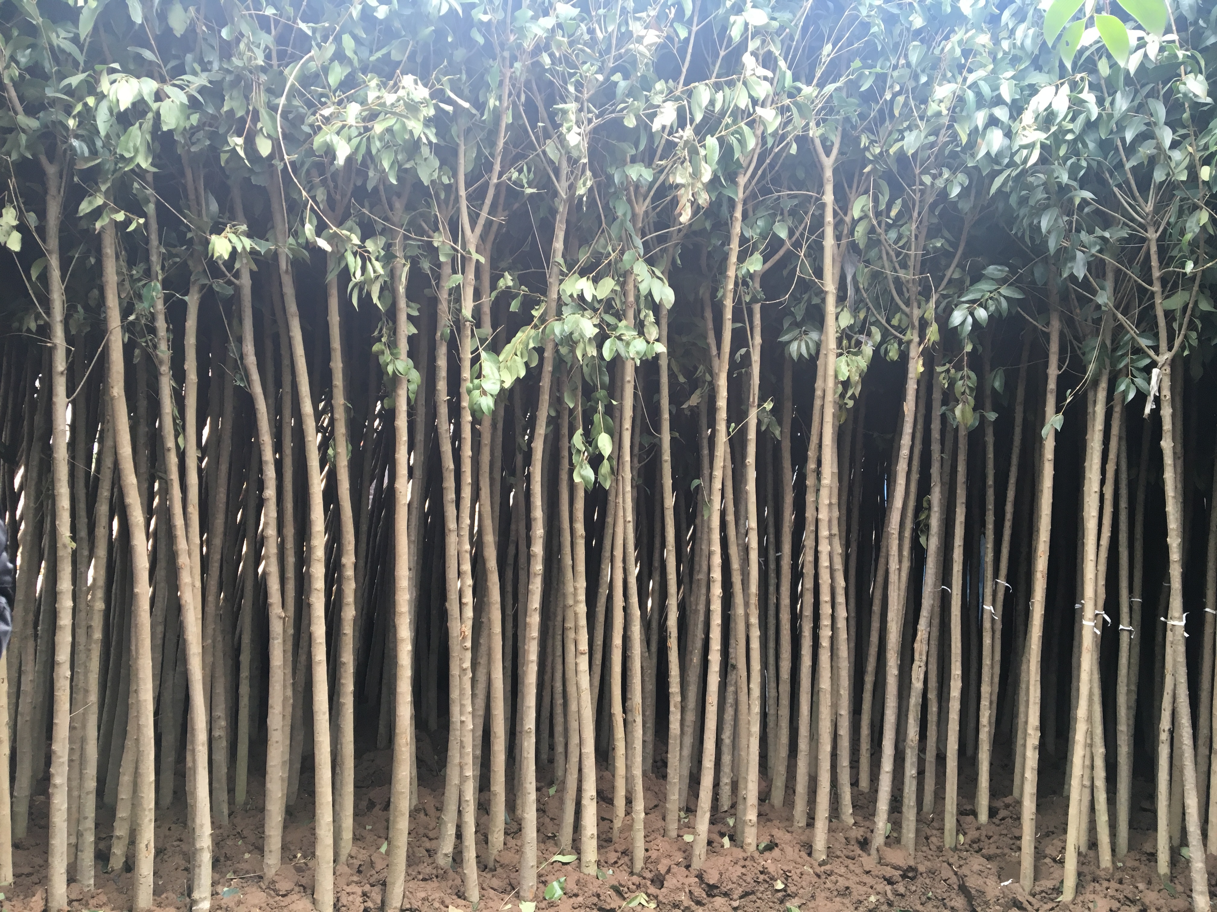 紫葉李批發(fā)，紫葉李苗木基地，江蘇紫葉李苗