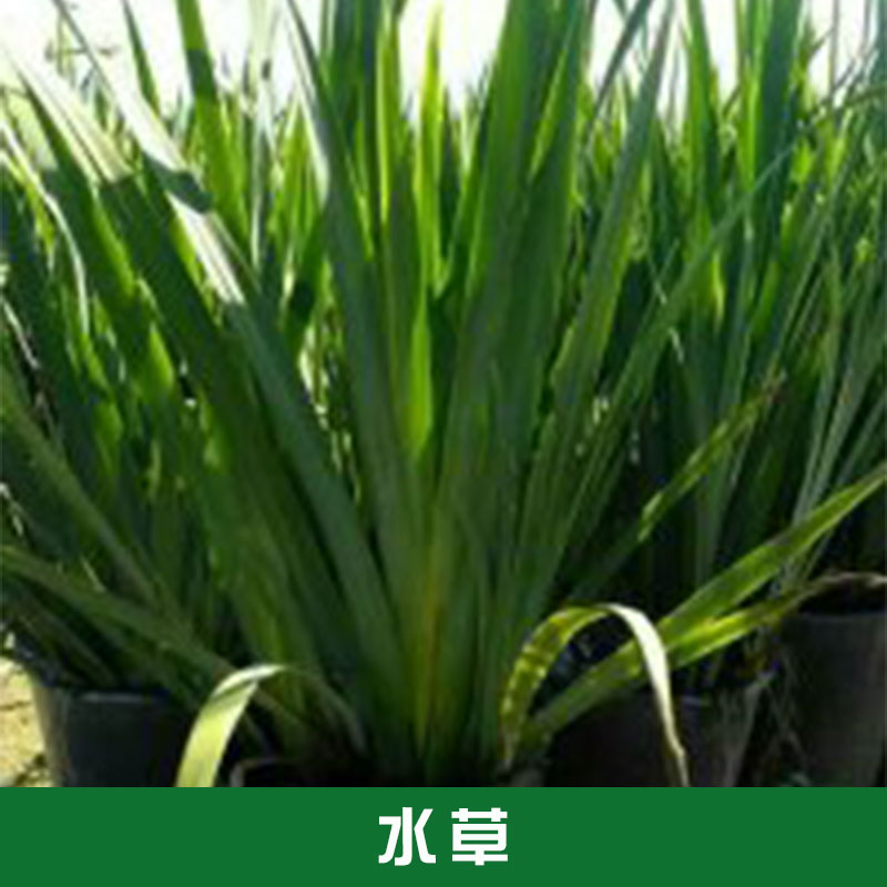 大量供應(yīng)水草草花水生植物批發(fā) 水草植物基地批發(fā)報(bào)價(jià)