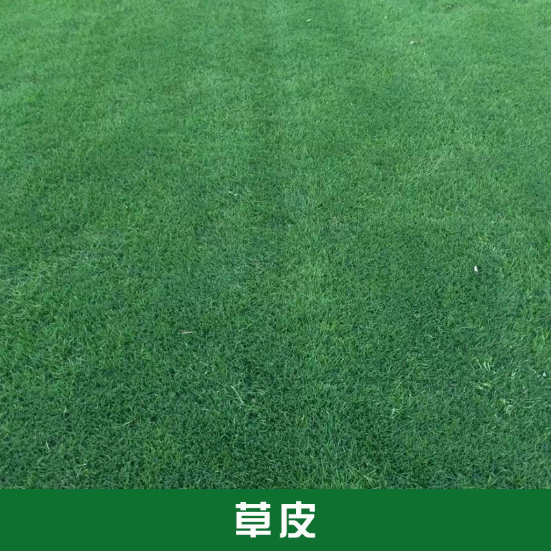 暖季型草皮百慕大黑麥混播草坪