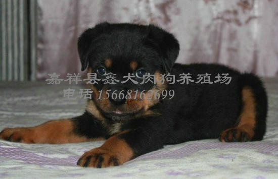 *養(yǎng)殖技術(shù)
