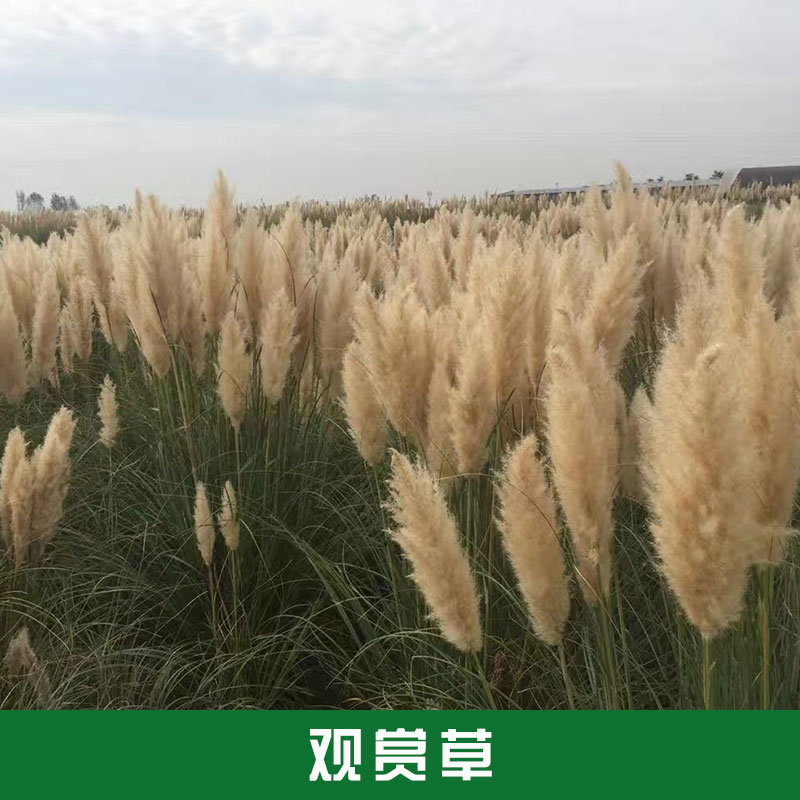 觀賞草種植基地西安觀賞草基地觀賞性植物基地直銷批發(fā)