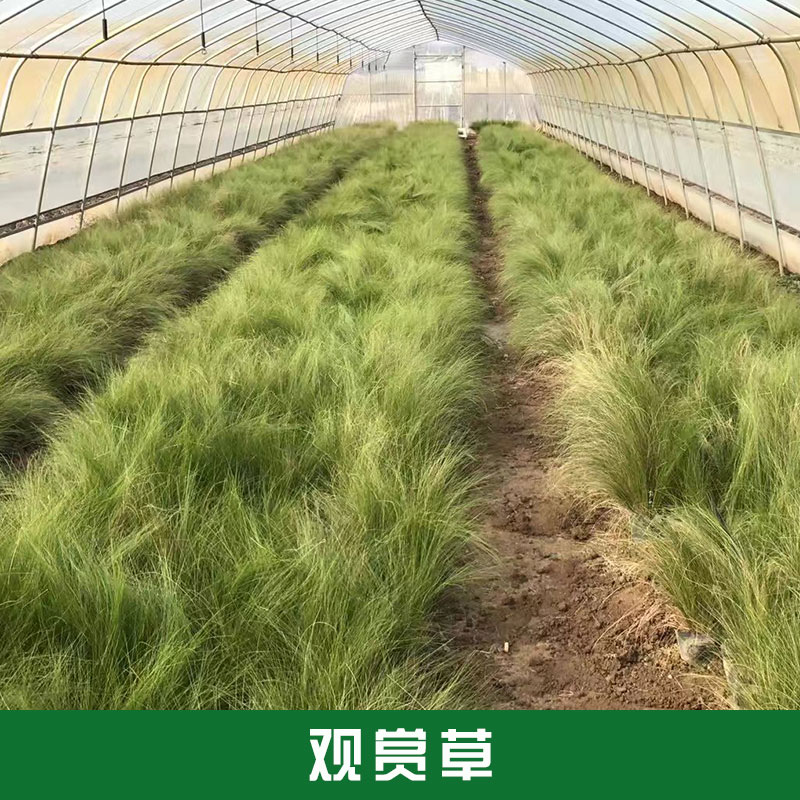 種植批發(fā)西安觀賞草基地觀賞性植物