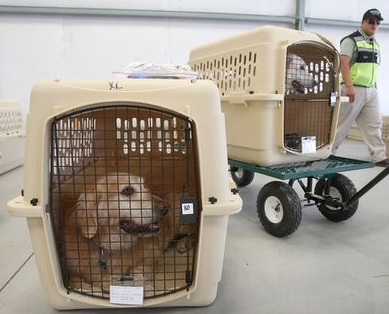 寵物托運(yùn)公司聯(lián)系電話  廣東寵物托運(yùn)公司 深圳寵物托運(yùn)公司 寵物