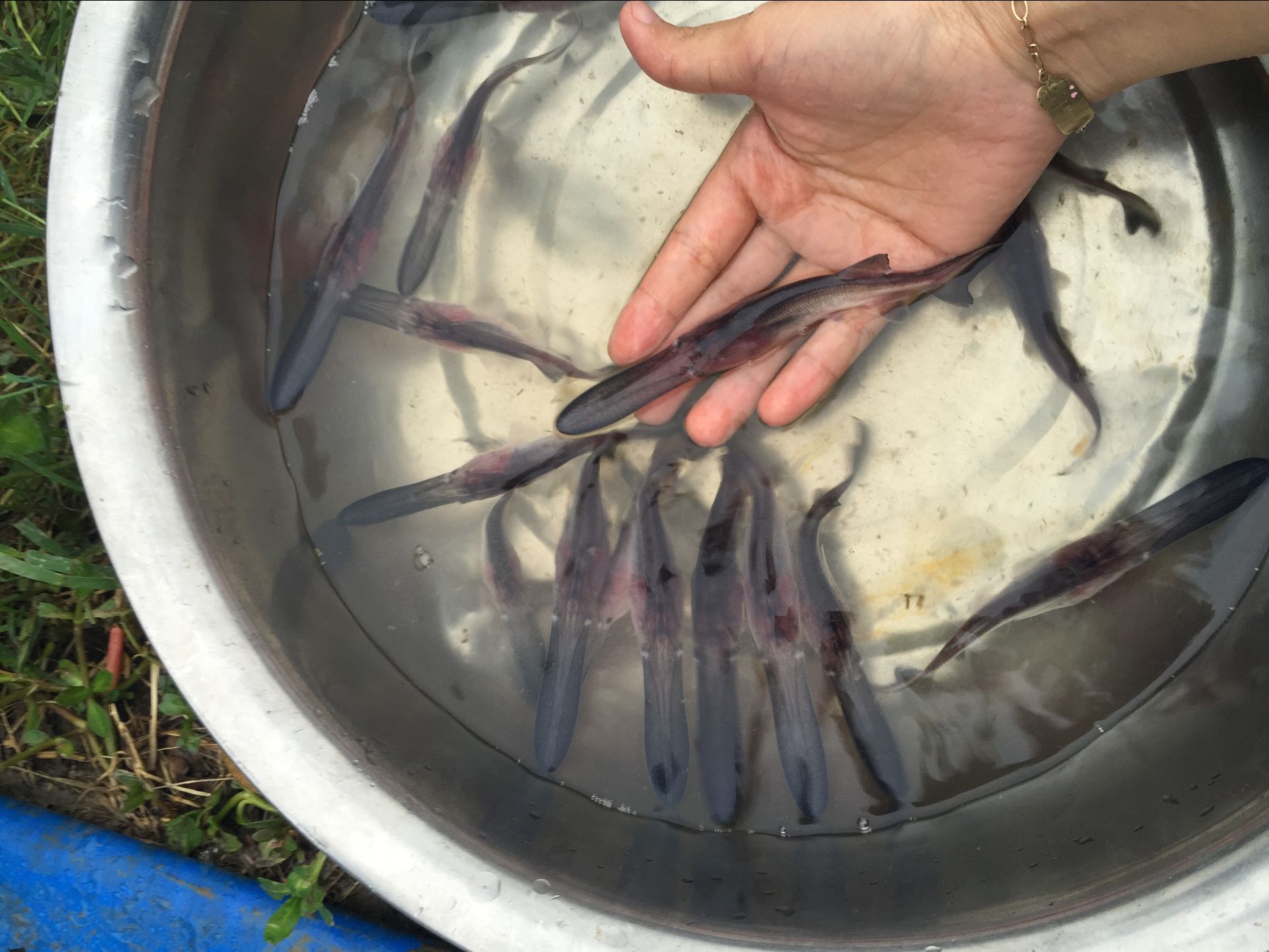 匙吻鱘 鴨嘴魚魚苗 鴨嘴鱘魚苗特價批發(fā)，量大請咨詢