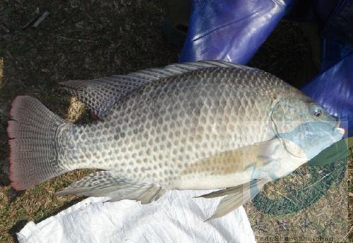 羅非魚苗 非洲鯽 新吉富羅非魚苗