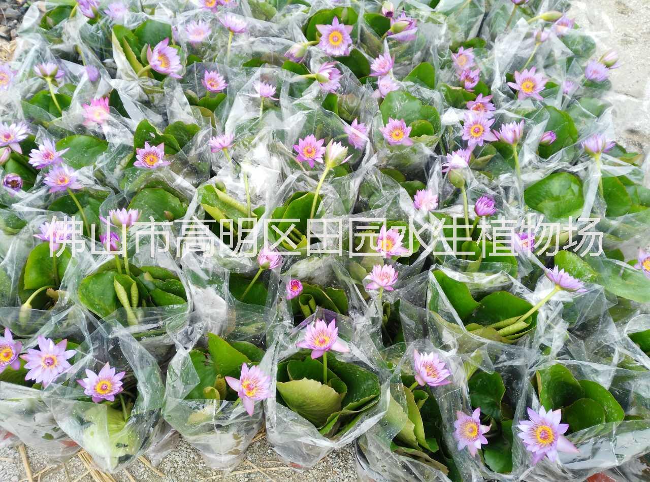 睡蓮 多色睡蓮