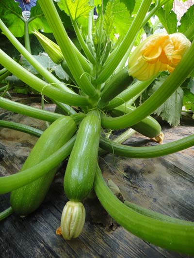 法國普林斯西葫蘆種子批發(fā)，西葫蘆種子報價，西葫蘆種子批發(fā)價格