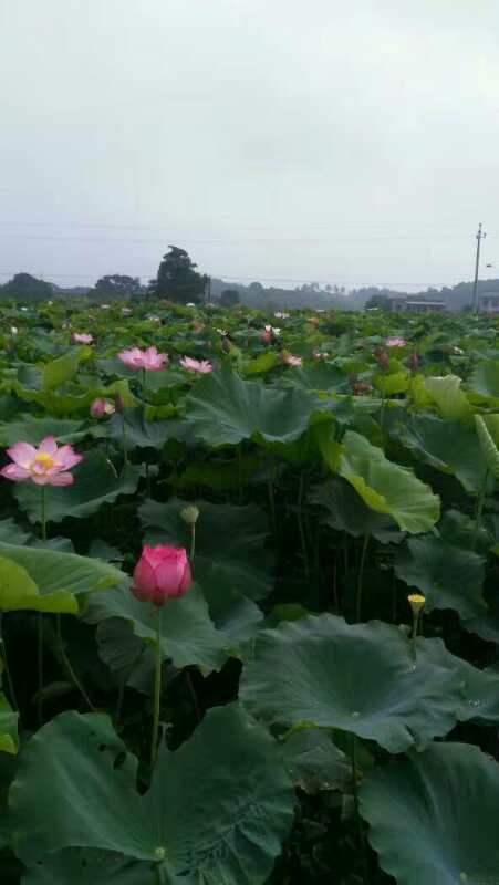 湖南食用蓮子包報(bào)價(jià)，湖南食用蓮子包價(jià)格，湖南食用蓮子包供貨商