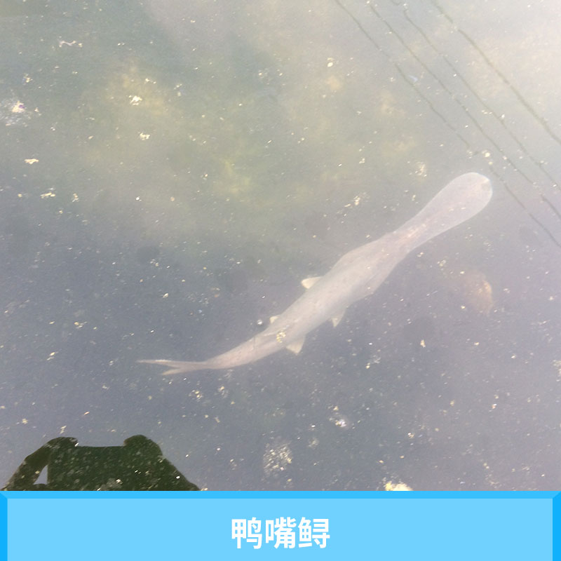 星運漁場鴨嘴鱘苗 水產(chǎn)養(yǎng)殖*鱘魚類種苗美國匙吻鱘/鴨嘴鱘魚苗
